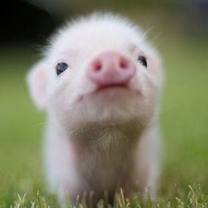 Meet your Posher, Rachael